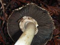 Agaricus placomyces image