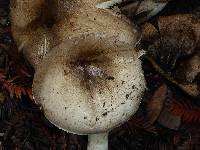 Agaricus placomyces image