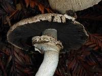 Agaricus placomyces image