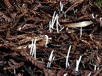 Clavaria fragilis image