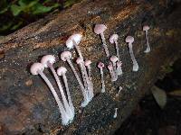 Mycena haematopus image