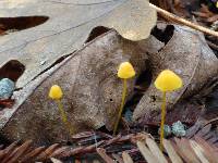 Mycena oregonensis image