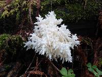 Hericium coralloides image