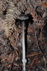 Coprinus comatus image