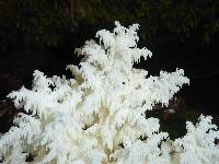 Hericium coralloides image