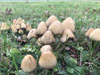 Coprinellus micaceus image