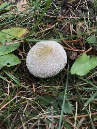 Lycoperdon perlatum image