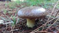 Suillus granulatus image