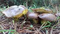 Suillus granulatus image