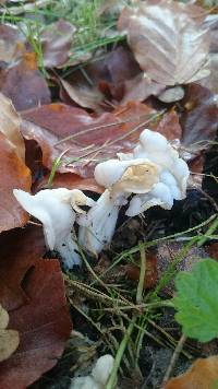 Helvella crispa image