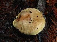 Suillus ponderosus image