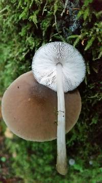 Pluteus cervinus image