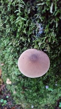 Pluteus cervinus image