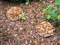 Armillaria tabescens image