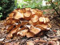 Armillaria tabescens image