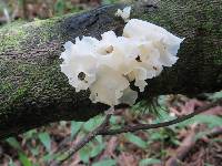 Tremella fuciformis image