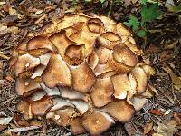 Armillaria tabescens image