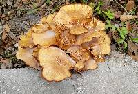 Armillaria tabescens image