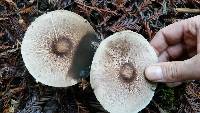 Agaricus subrutilescens image