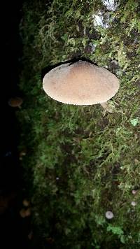 Pluteus cervinus image