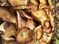 Armillaria tabescens image