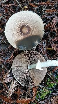 Agaricus subrutilescens image