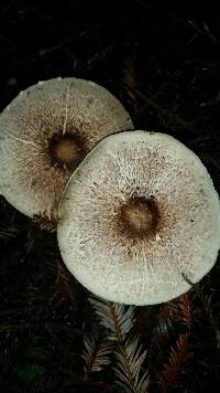 Agaricus subrutilescens image