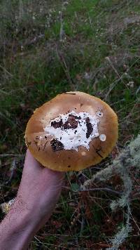 Amanita calyptroderma image