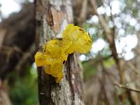 Tremella mesenterica image