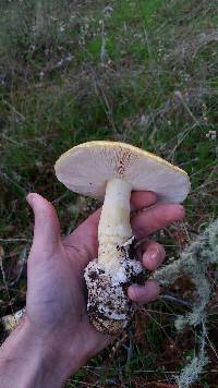 Amanita calyptroderma image