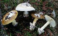 Amanita calyptroderma image