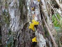 Tremella mesenterica image