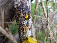 Tremella mesenterica image