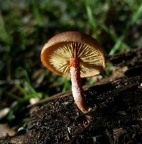 Gymnopilus thiersii image