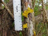 Tremella mesenterica image