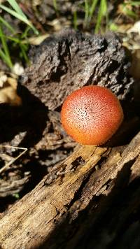 Gymnopilus thiersii image