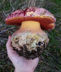 Boletus eastwoodiae image