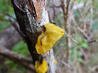 Tremella mesenterica image