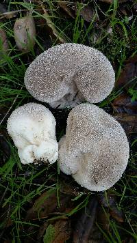 Lycoperdon perlatum image