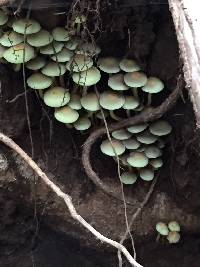 Hypholoma fasciculare image