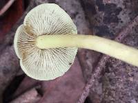 Hypholoma fasciculare image