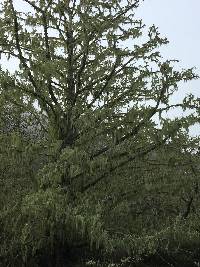 Ramalina menziesii image