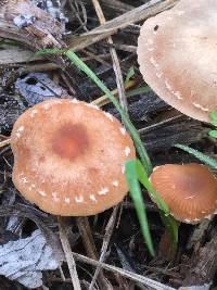 Tubaria furfuracea image