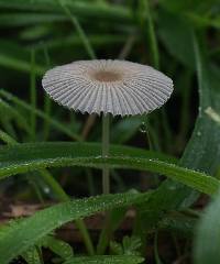 Parasola plicatilis image