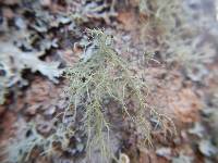 Usnea hirta image