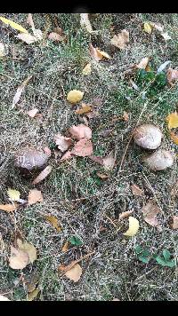 Polyporus squamosus image