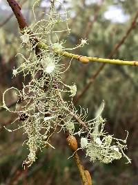 Usnea intermedia image