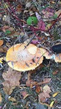 Polyporus alveolaris image