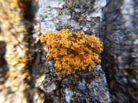 Xanthoria ulophyllodes image