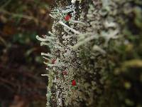 Cladonia macilenta image